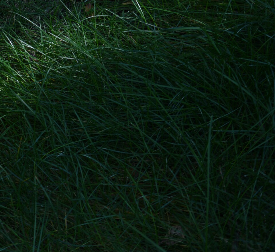 Deep green grassy background
