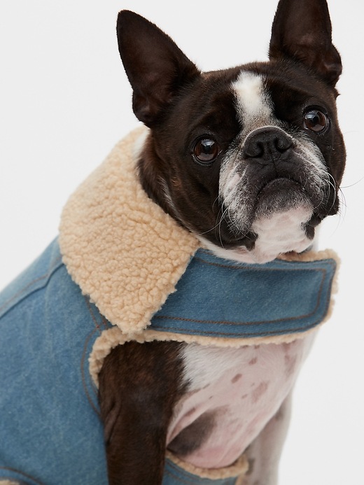 Sweetest Boston Terrier dog in a denim Jacket from Gap - come discover Fall Outfits, Eyewear, Florals, Recipes + Me Unfiltered.