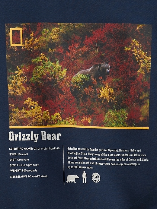Image number 4 showing, GapKids &#124 National Geographic Grizzly Bear Crewneck Sweatshirt