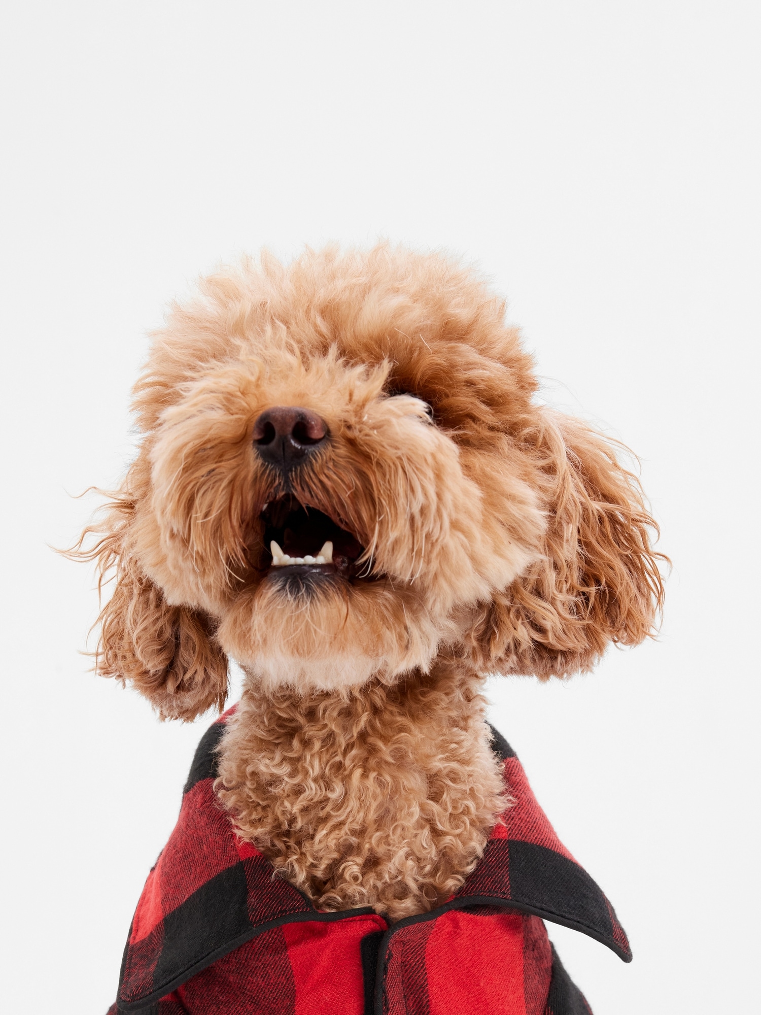Gap clearance dog pajamas