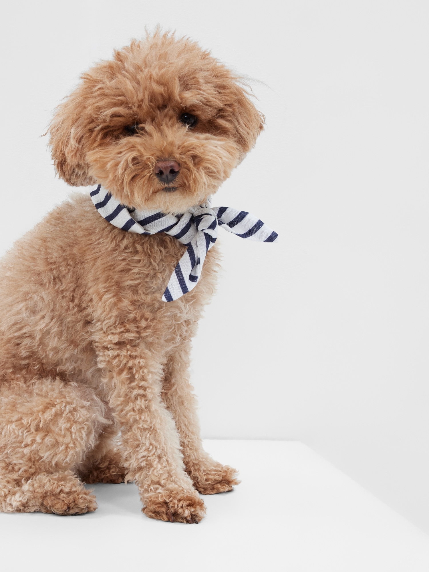 Gap Pet Bandana