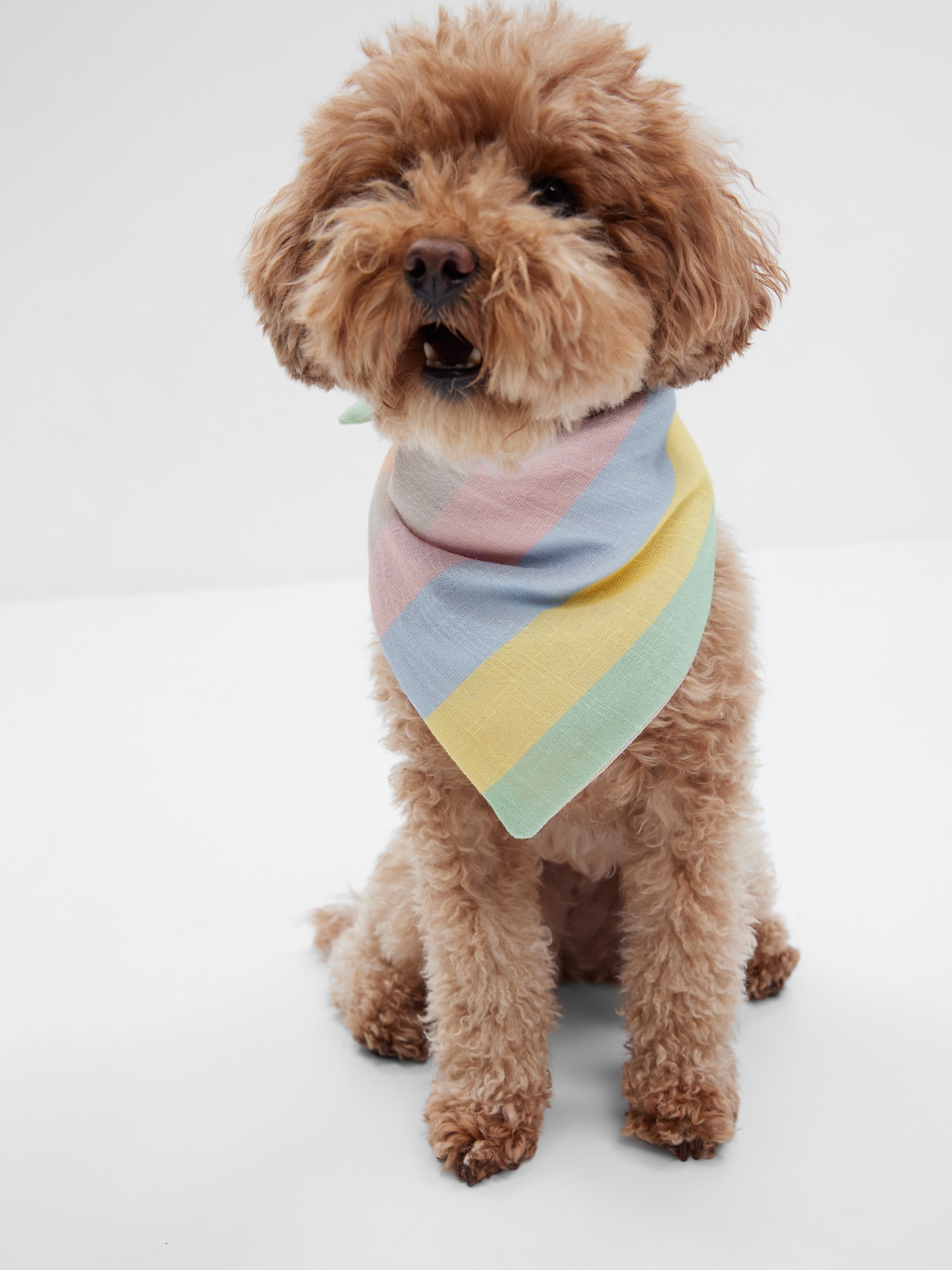 Gap Pet Bandana