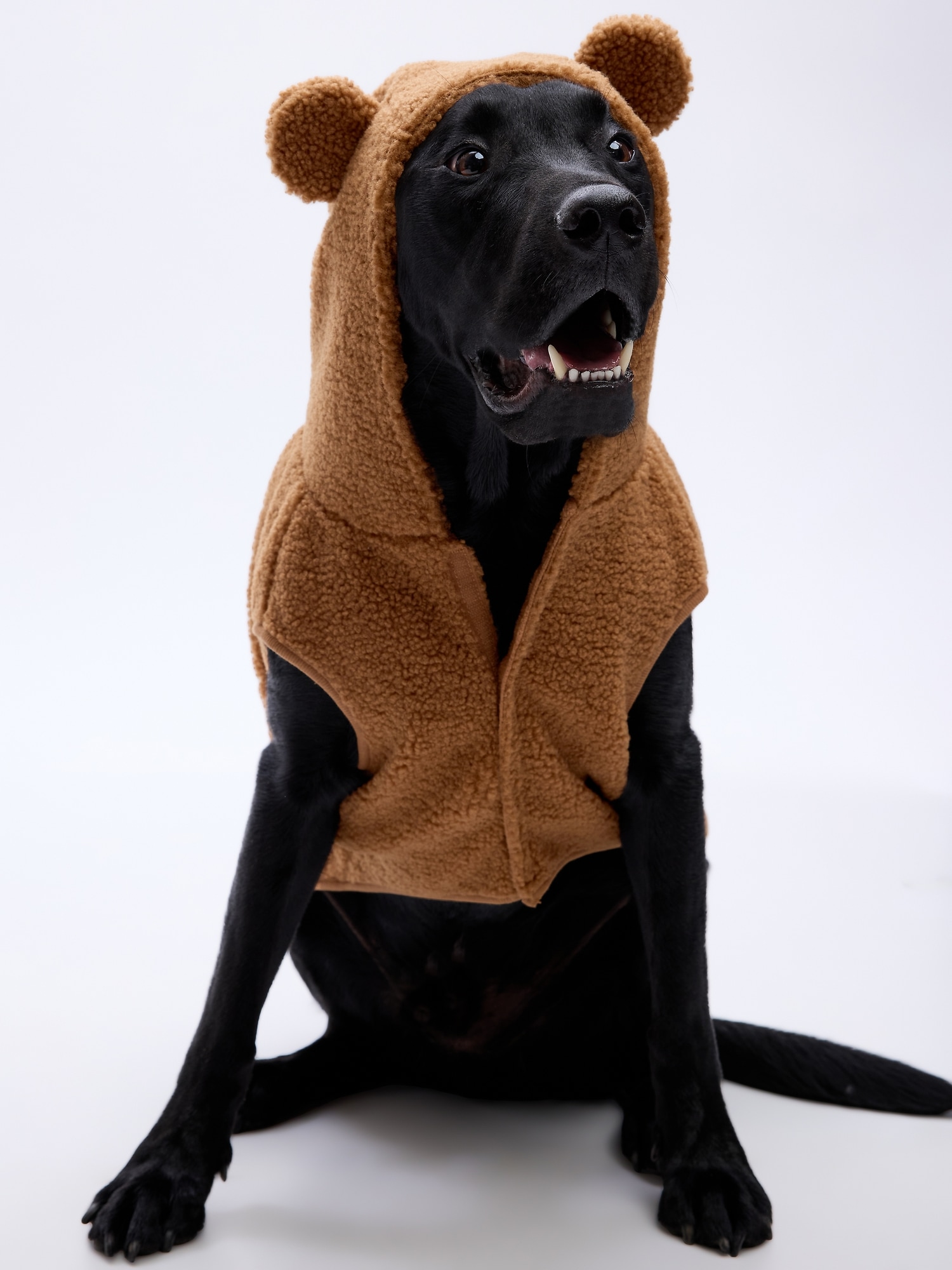 Gap Pet Halloween Costume