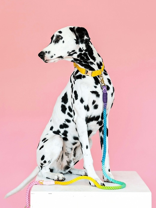 Image number 3 showing, Rope Organic Cotton Ombre Dog Leash