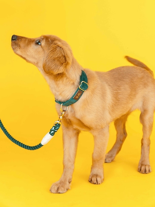 Image number 7 showing, Velvet Dog Collar