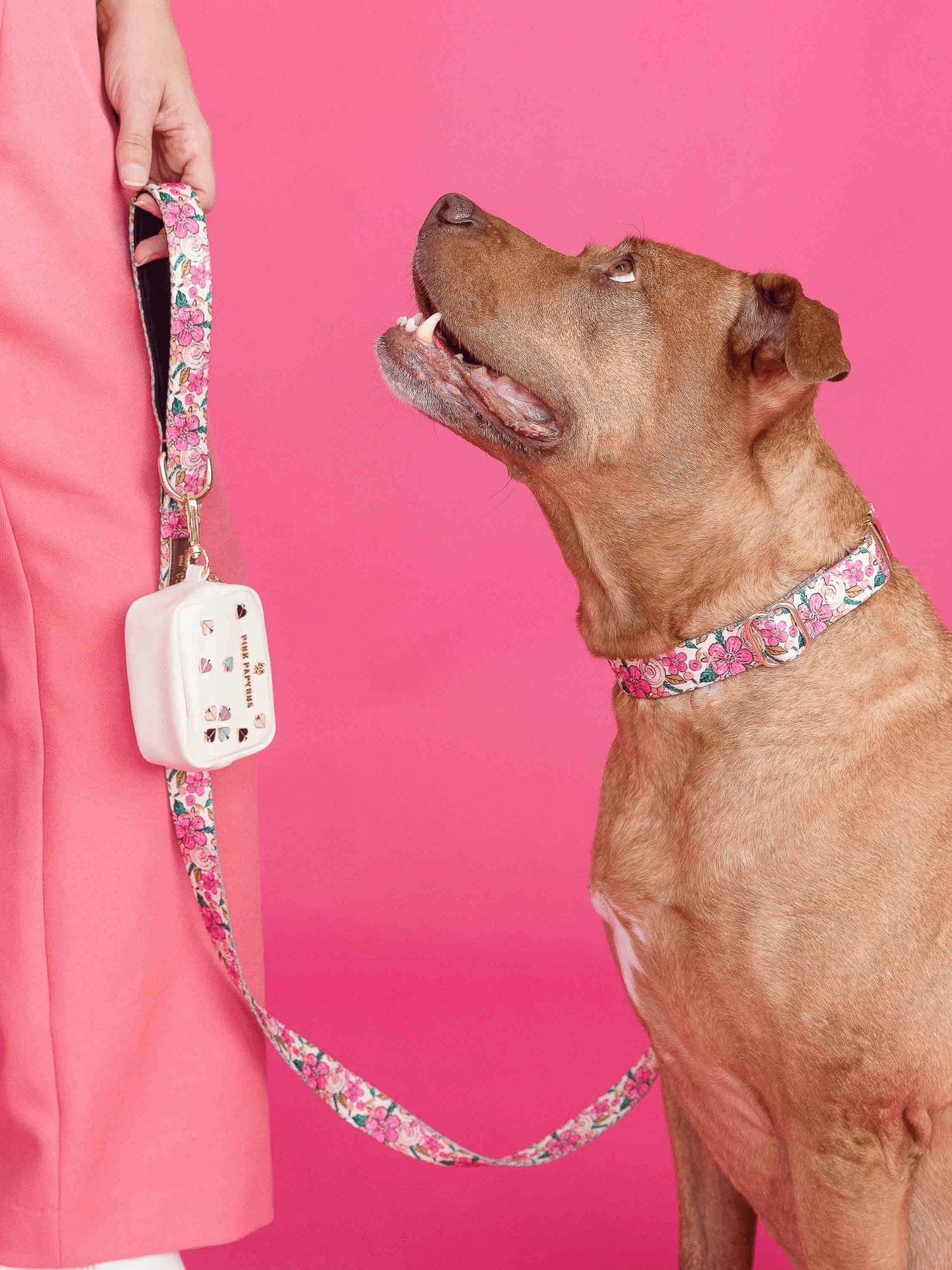 Printed Fabric Dog Collar Gap