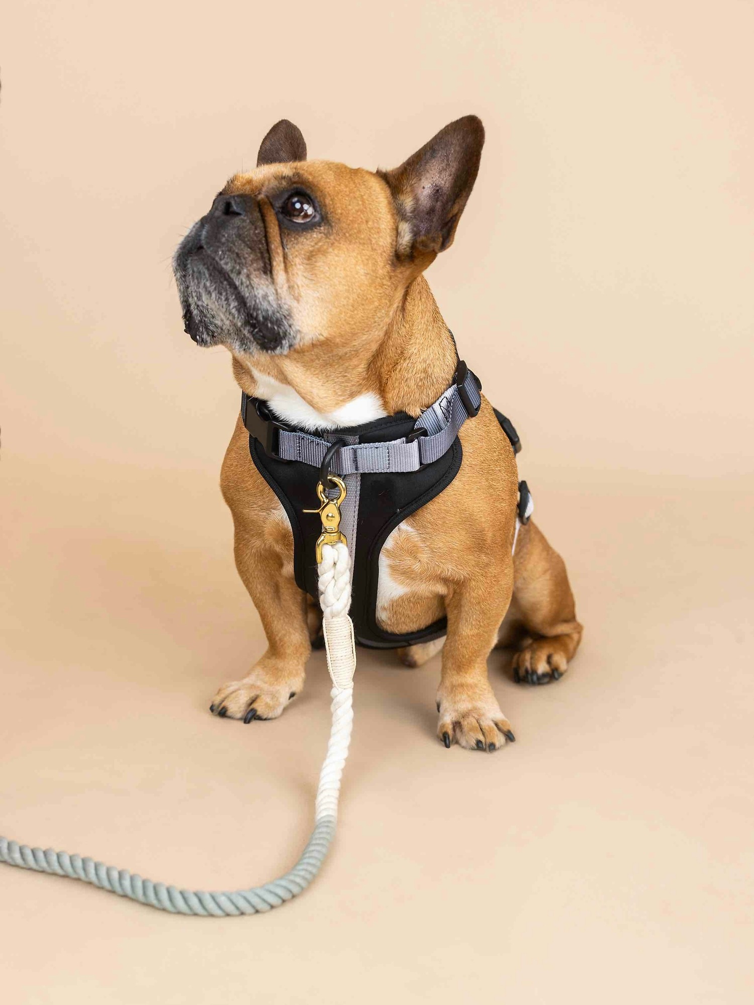 Ruffwear harness french bulldog new arrivals