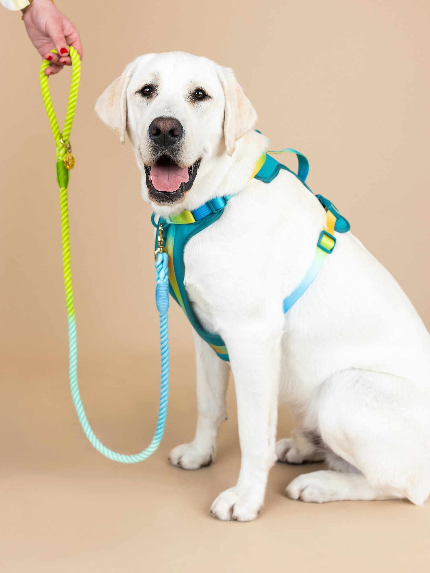 20 perfect fit dog harness online