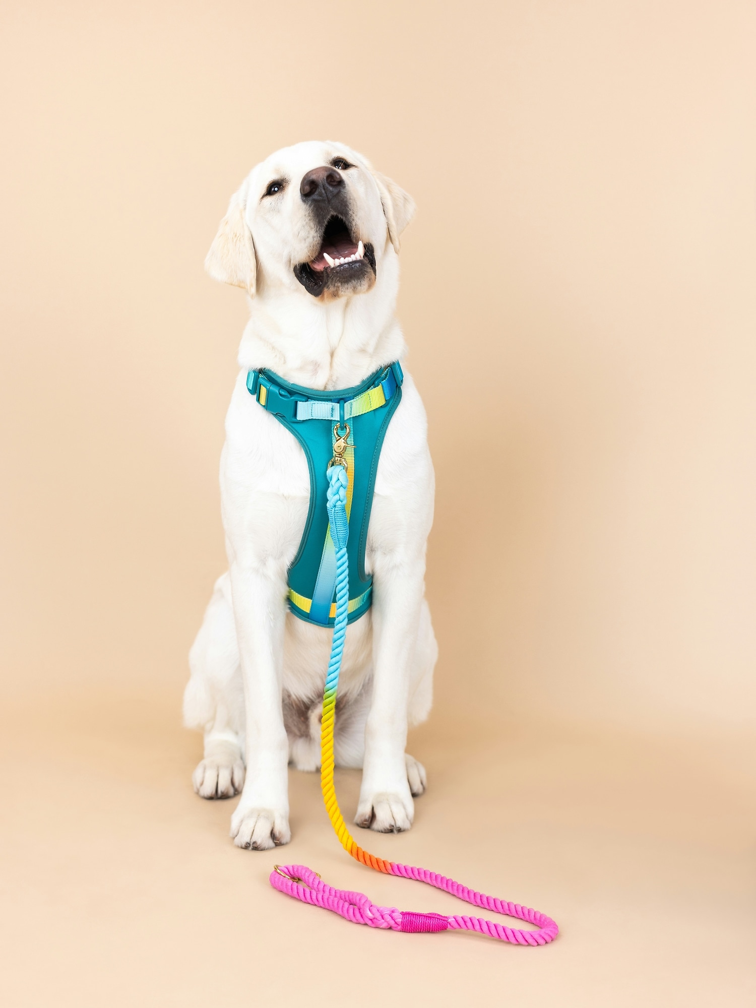 Neoprene dog outlet