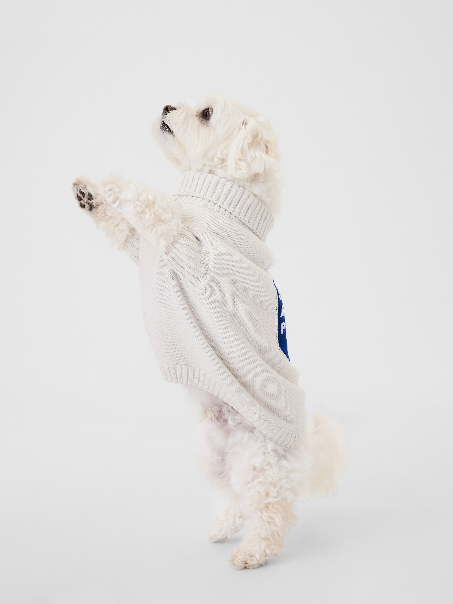 White dog sweater discount