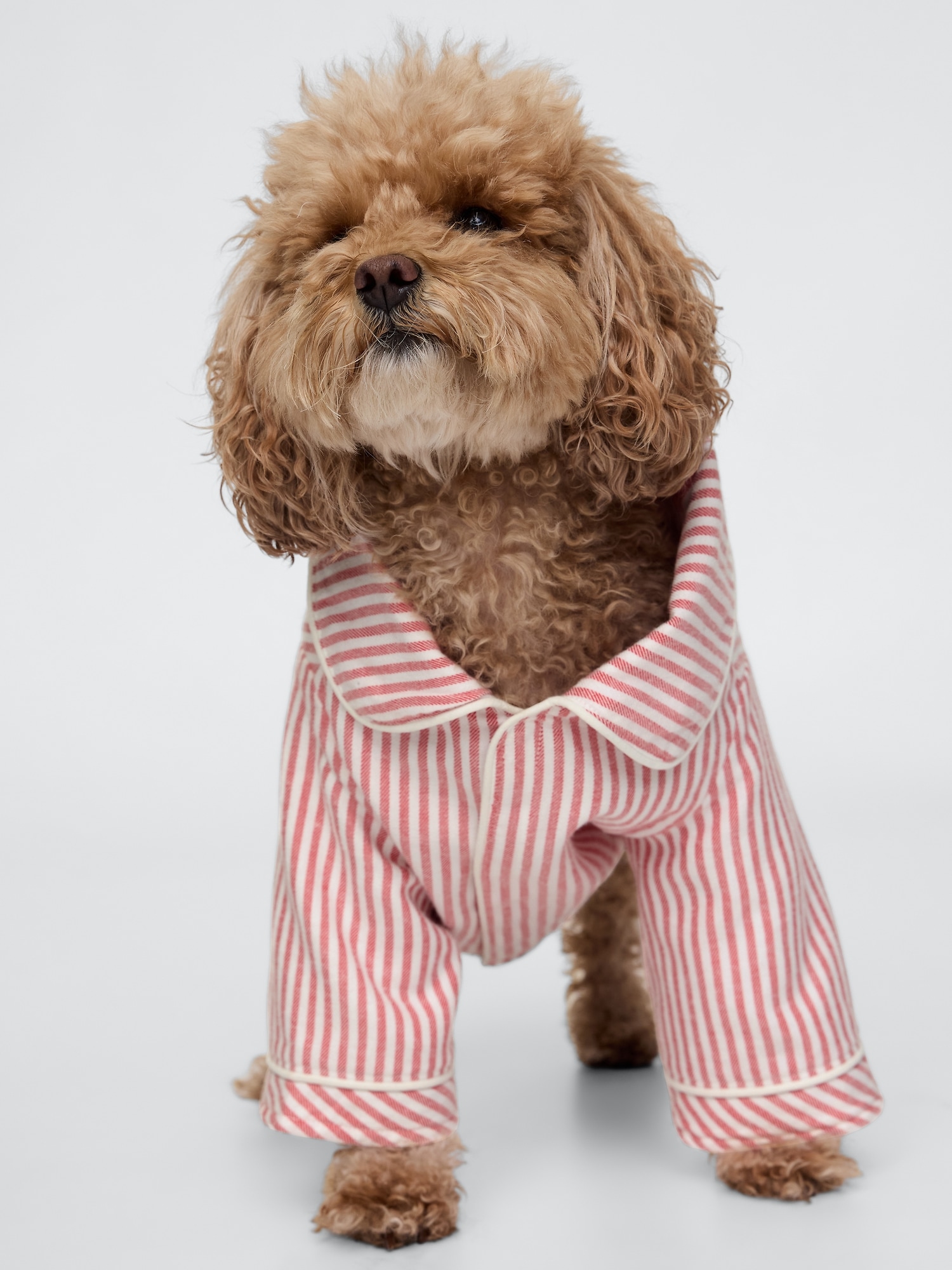 Dog Sweaters | Gap